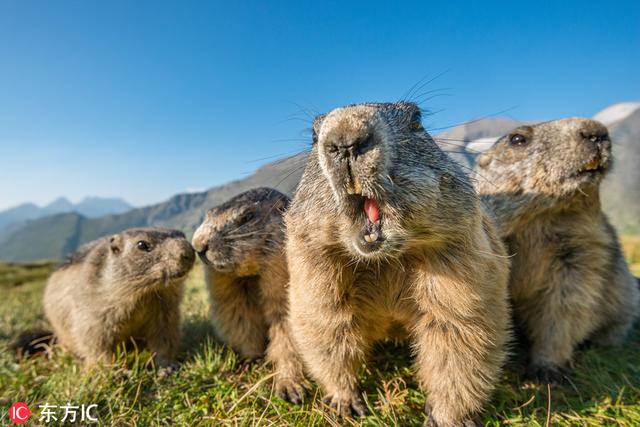 土拨鼠表情包，土拨鼠表情包gif咆哮（摄影师近距离拍摄土拨鼠爆笑日常）