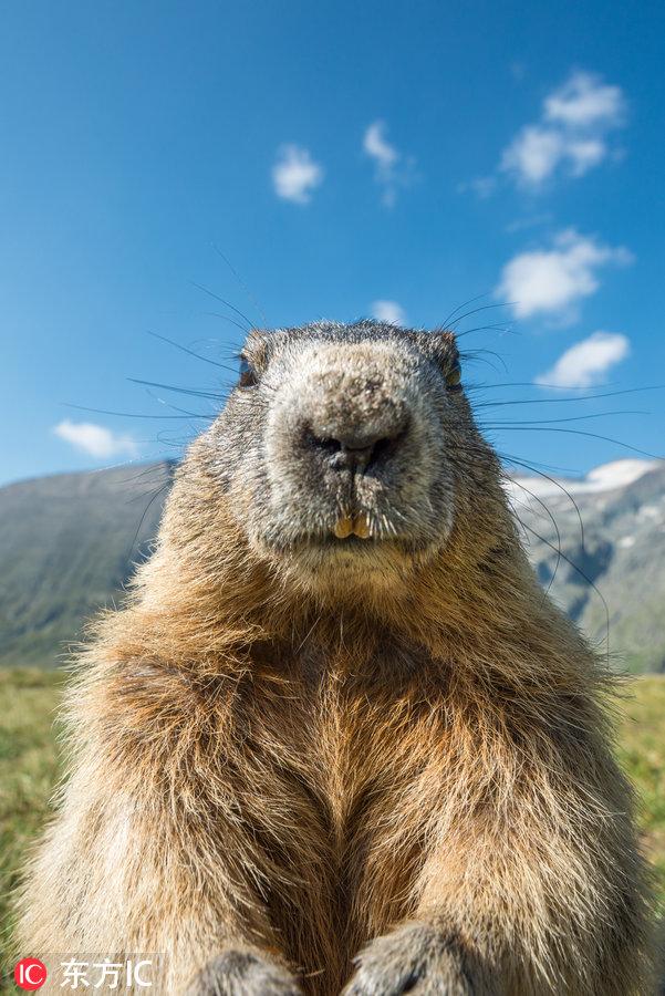 土拨鼠表情包，土拨鼠表情包gif咆哮（摄影师近距离拍摄土拨鼠爆笑日常）
