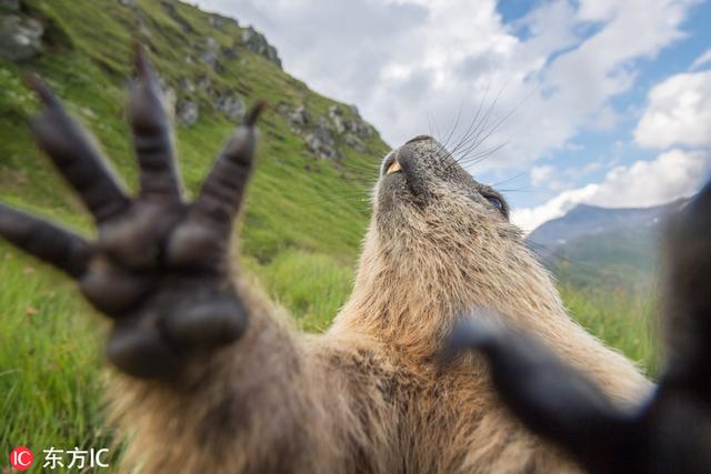 土拨鼠表情包，土拨鼠表情包gif咆哮（摄影师近距离拍摄土拨鼠爆笑日常）
