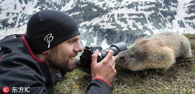 土拨鼠表情包，土拨鼠表情包gif咆哮（摄影师近距离拍摄土拨鼠爆笑日常）