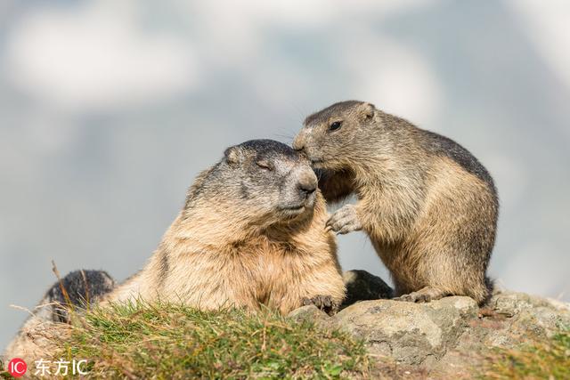 土拨鼠表情包，土拨鼠表情包gif咆哮（摄影师近距离拍摄土拨鼠爆笑日常）