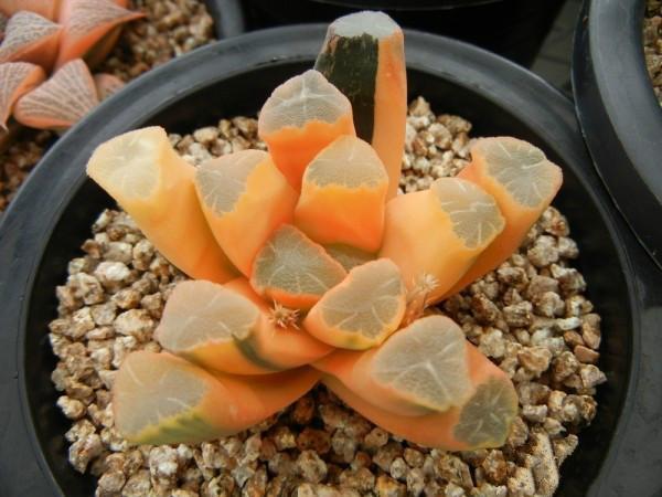 十大最贵多肉，盘点最贵的“5种”多肉（精品多肉植物图片）