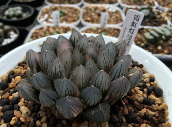 十大最贵多肉，盘点最贵的“5种”多肉（精品多肉植物图片）