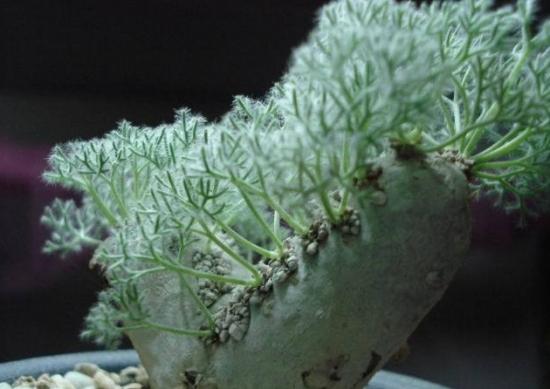 十大最贵多肉，盘点最贵的“5种”多肉（精品多肉植物图片）