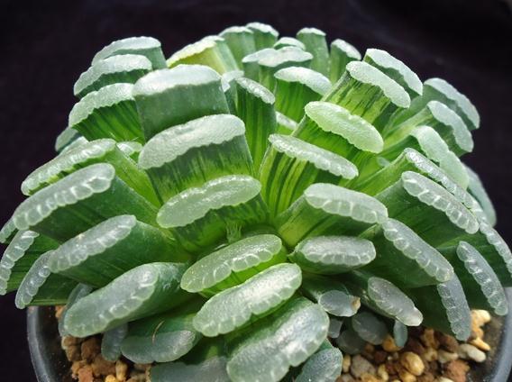 十大最贵多肉，盘点最贵的“5种”多肉（精品多肉植物图片）