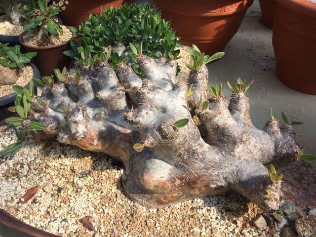 十大最贵多肉，盘点最贵的“5种”多肉（精品多肉植物图片）