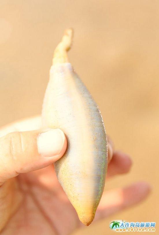 海老鼠和海肠的区别,海老鼠是什么(有三十多年未见到它了)