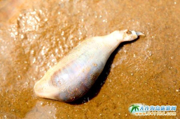 海老鼠和海肠的区别,海老鼠是什么(有三十多年未见到它了)