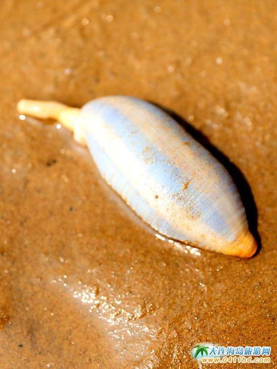 海老鼠和海肠的区别,海老鼠是什么(有三十多年未见到它了)