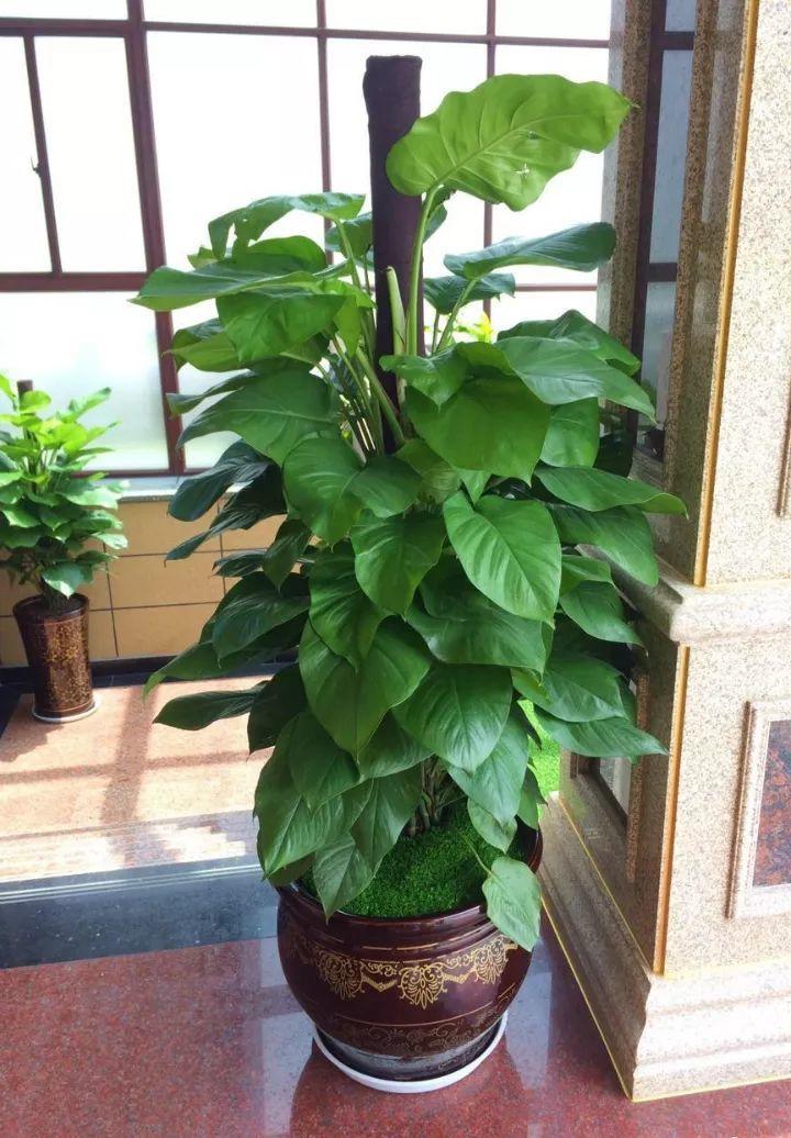 一大盆绿萝能净化几平空气(绿萝的空气净化能力)-娱宸网