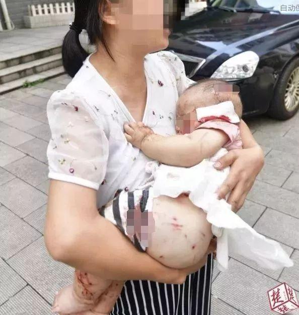 茶杯犬为什么不能养 ，茶杯犬到底能不能养（带娃在外如何避免被咬）