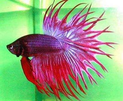 斗鱼鱼类 斗鱼鱼类介绍，斗鱼鱼类多少价格表（其实斗鱼并不是传说中的圣斗士）