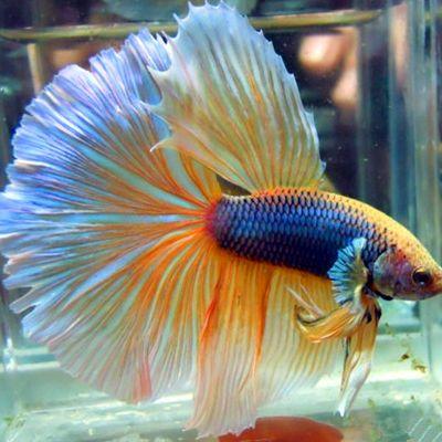 斗鱼鱼类 斗鱼鱼类介绍，斗鱼鱼类多少价格表（其实斗鱼并不是传说中的圣斗士）