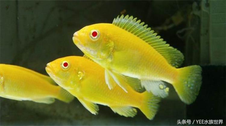 非洲王子鱼吃什么，非洲王子鱼吃什么食物（为新手推荐高颜值耐养鱼种——非洲王子）