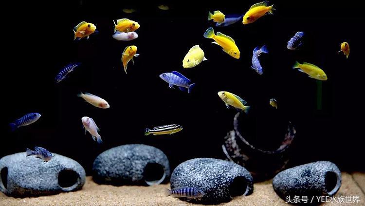 非洲王子鱼吃什么，非洲王子鱼吃什么食物（为新手推荐高颜值耐养鱼种——非洲王子）
