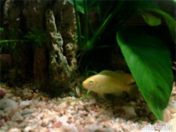 非洲王子鱼吃什么，非洲王子鱼吃什么食物（为新手推荐高颜值耐养鱼种——非洲王子）