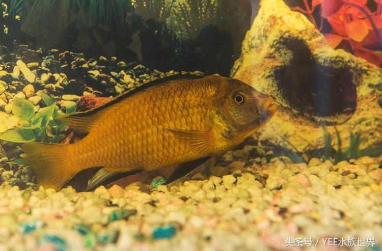 非洲王子鱼吃什么，非洲王子鱼吃什么食物（为新手推荐高颜值耐养鱼种——非洲王子）