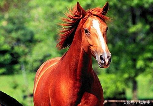 赤兔马是谁的坐骑，三国中追风赤兔是谁的坐骑（吕布之后赤兔马的主人到底是谁）