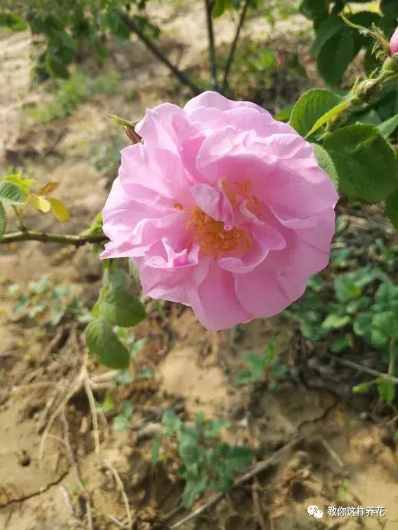1,千叶玫瑰花语是无限的幸福2,千叶玫瑰又称格拉斯玫瑰,是直接从法国