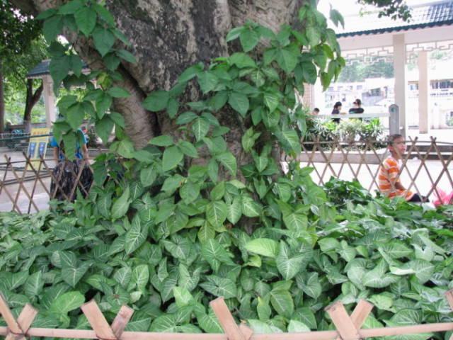 阴生植物有哪些，40种耐阴植物