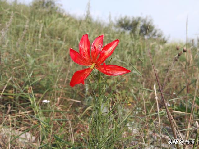 大山里迷人的野花，章丘赵八洞山上的美丽野花