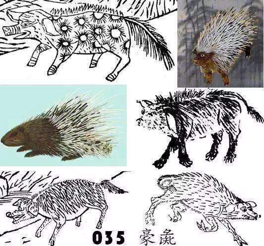 猪的幽默称呼，古代的猪都有哪些叫法么（猪的幽默称呼英文）