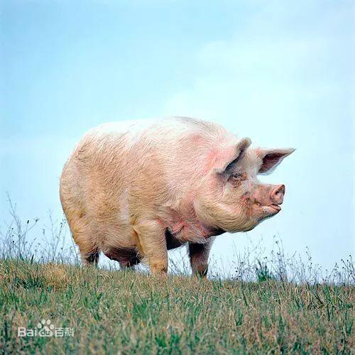 猪的幽默称呼，古代的猪都有哪些叫法么（猪的幽默称呼英文）