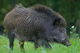 猪的幽默称呼，古代的猪都有哪些叫法么（猪的幽默称呼英文）