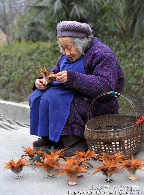 山鸡米的药效与功能，淡竹叶的药性（迁西特产——七彩山鸡）