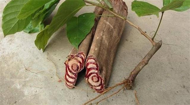 鸡血藤图片,外地人在山里发现"血树"(鸡屎藤图片)