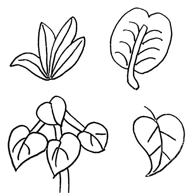 叶子的画法 简单图片