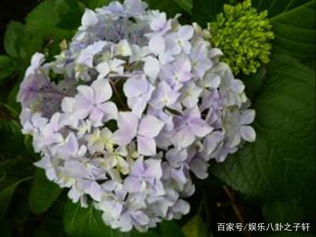 绣球花语是什么，无尽夏绣球花语是什么（粉色绣球花的花语）