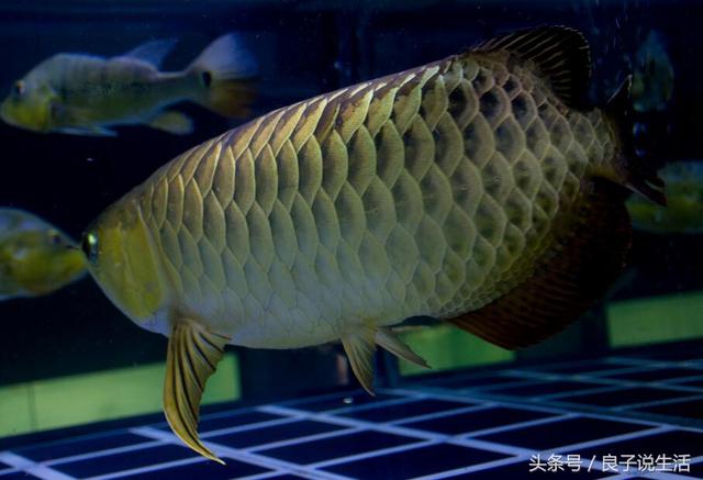 土龙鱼是什么鱼,土龙鱼是什么鱼种(在家中摆放是有要点的)