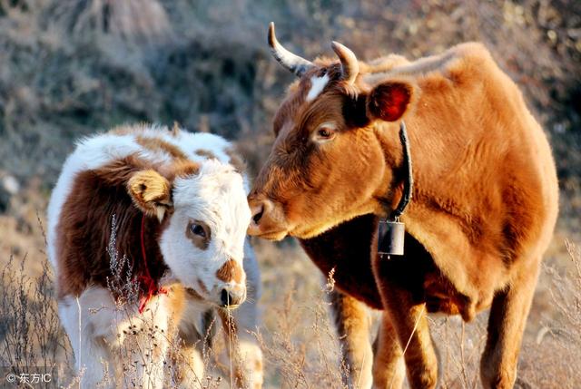 牛的特点和生活特征有哪些，牛在生活中有什么特点（牛的6点行为特征总结）
