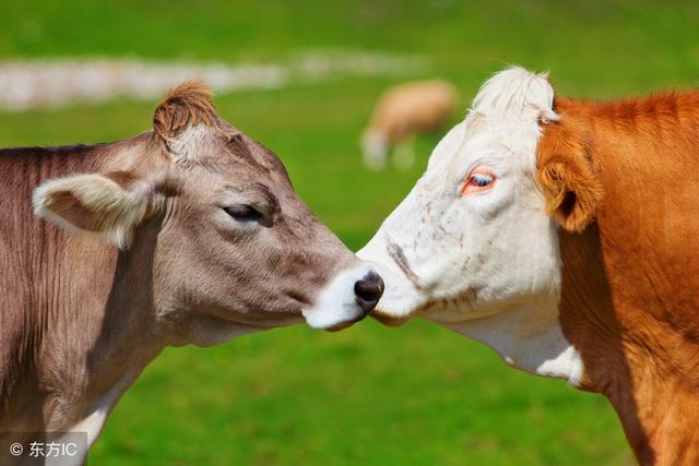牛的特点和生活特征有哪些，牛在生活中有什么特点（牛的6点行为特征总结）