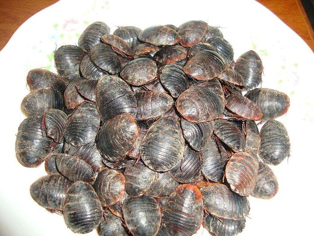 土鳖虫别名(《中药学》地鳖虫)