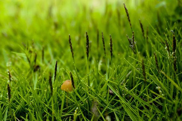 屮艸芔茻是什么意思，屮艸芔茻是什么意思这名字好听吗（学汉字：你知道了“又双叒叕”）