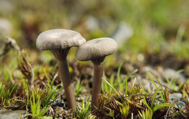 屮艸芔茻是什么意思，屮艸芔茻是什么意思这名字好听吗（学汉字：你知道了“又双叒叕”）