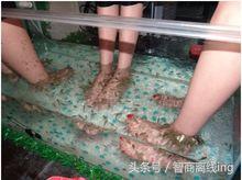 接吻鱼的鱼缸摆放位置-接吻鱼的风水学应用，接吻鱼怎么接吻（养一群亲亲鱼，天天在家足疗）