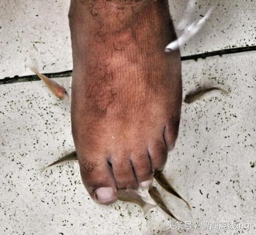 接吻鱼的鱼缸摆放位置-接吻鱼的风水学应用，接吻鱼怎么接吻（养一群亲亲鱼，天天在家足疗）