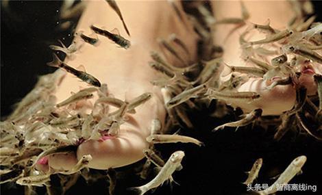 接吻鱼的鱼缸摆放位置-接吻鱼的风水学应用，接吻鱼怎么接吻（养一群亲亲鱼，天天在家足疗）