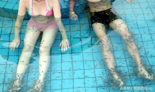 接吻鱼的鱼缸摆放位置-接吻鱼的风水学应用，接吻鱼怎么接吻（养一群亲亲鱼，天天在家足疗）