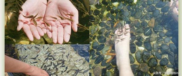 接吻鱼的鱼缸摆放位置-接吻鱼的风水学应用，接吻鱼怎么接吻（养一群亲亲鱼，天天在家足疗）