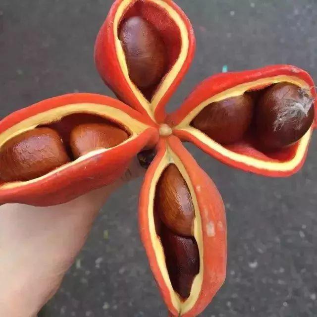 凤眼果怎么剥皮，凤眼果怎么剥皮快（广东人爱吃的果子全身是宝）