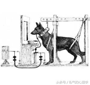 巴甫洛夫的狗实验，巴甫洛夫的狗有何意义（本来是他的亲弟弟）