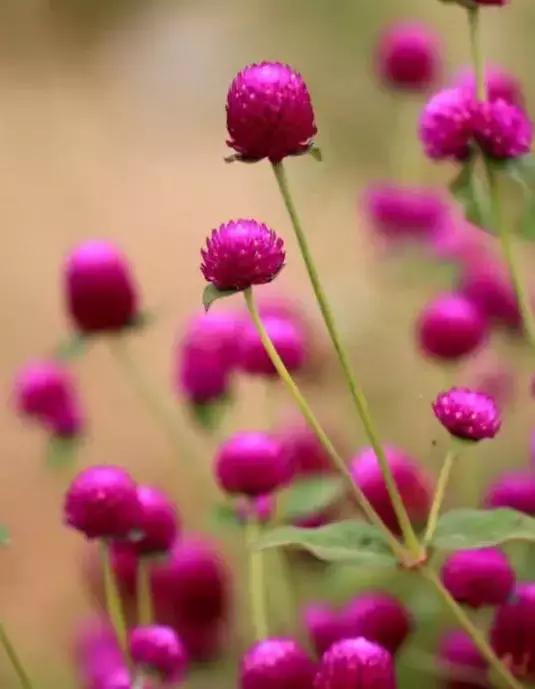 千日红（千日红花期，美花千日红，美到让人受不了（千日红花别样红）