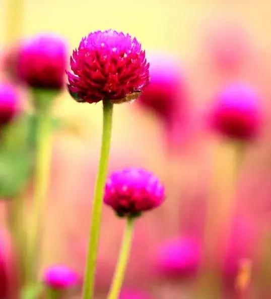 千日红（千日红花期，美花千日红，美到让人受不了（千日红花别样红）