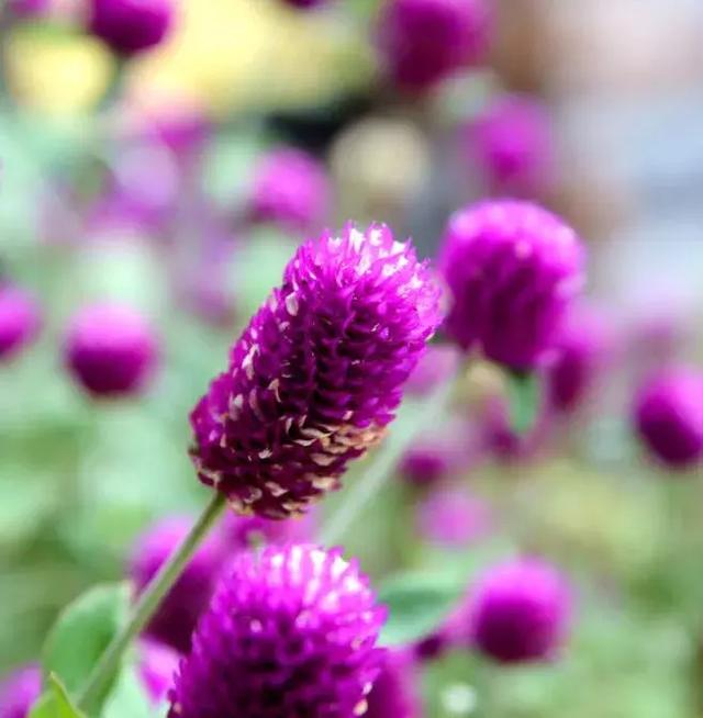 千日红（千日红花期，美花千日红，美到让人受不了（千日红花别样红）