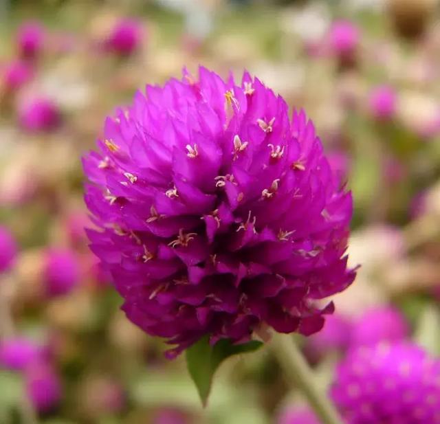 千日红（千日红花期，美花千日红，美到让人受不了（千日红花别样红）