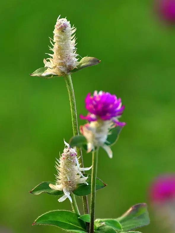 千日红（千日红花期，美花千日红，美到让人受不了（千日红花别样红）